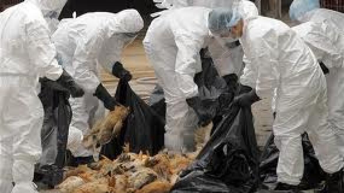 Η γρίπη των πτηνών μπορεί να επιστρέψει, προειδοποιεί ο FAO  